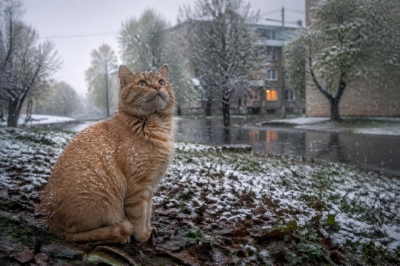 Мокрый снег и похолодание до -3 градусов ожидаются в Татарстане
