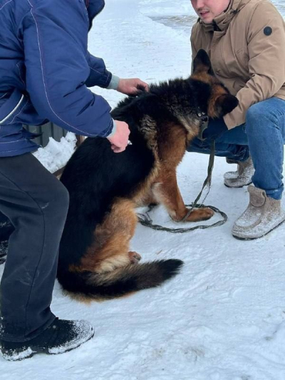 В Челнах стартовал рейд против бешенства