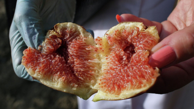 Роспотребнадзор призвал не есть сырые фрукты в странах, где есть вирус Нипах