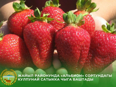 В Жайылском районе появилась первая клубника сезона