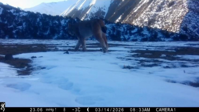 Краснокнижные животные зафиксированы на территории Джеруя